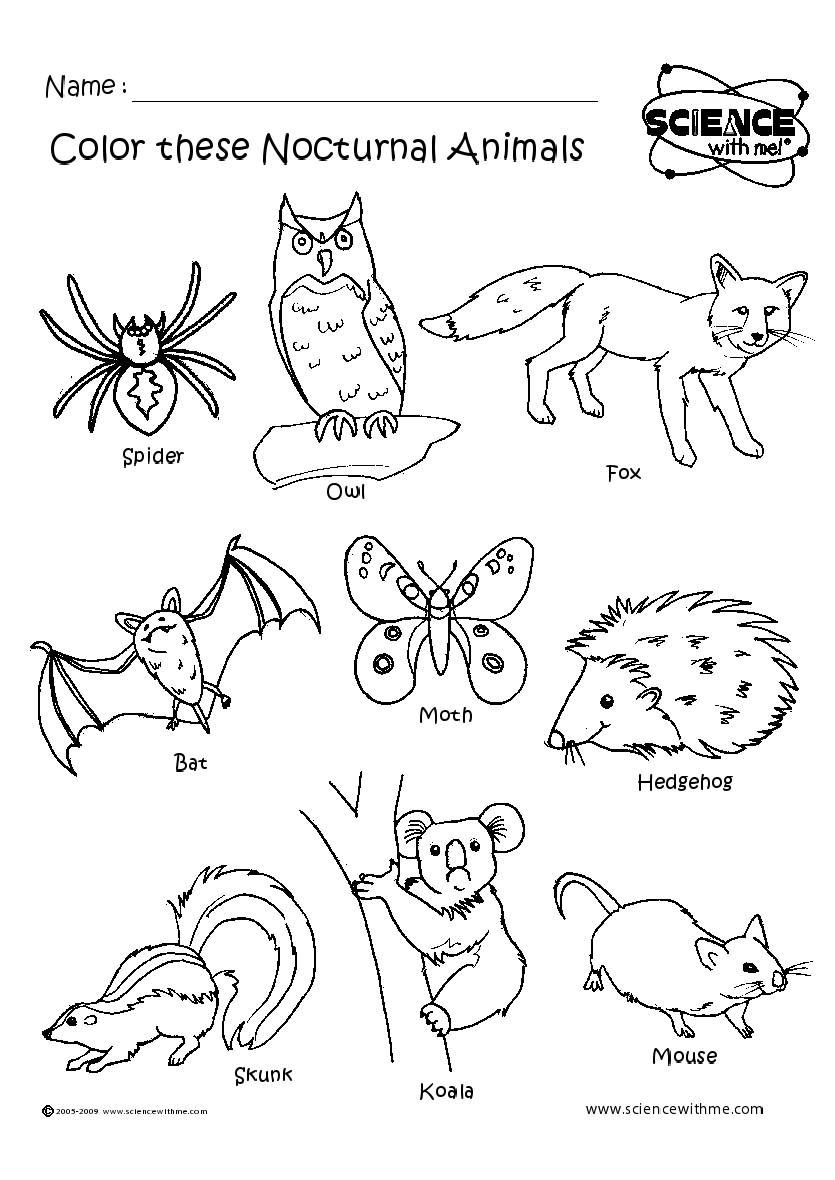 7 Nocturnal Animals Ideas Nocturnal Animals Animals Creatures Of The Night 7 Nocturnal Animals Ideas Nocturnal Animals Animals Creatures Of The Night