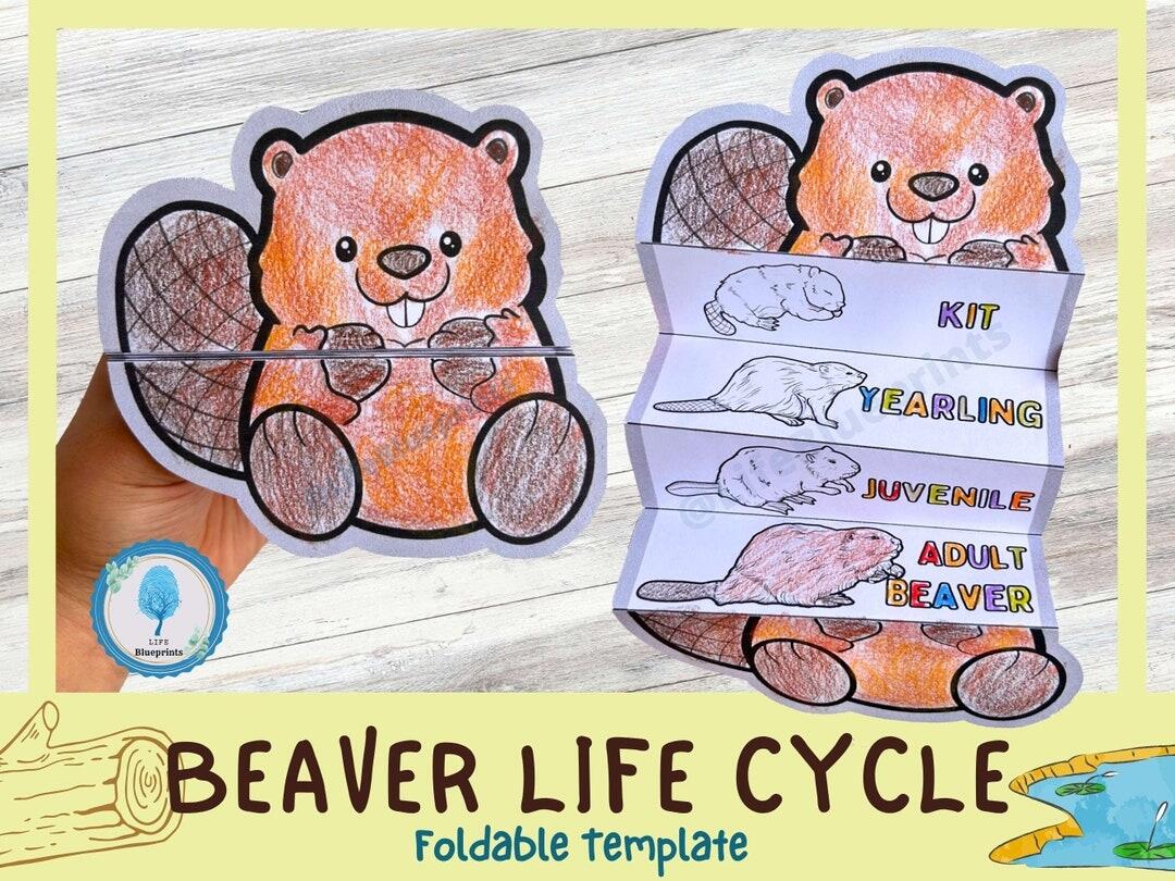 Cut And Glue Baby Beaver Education Developing Worksheet Color Paper Game For Preschool Children Cut Parts Of Image And Glue On Paper Stock Vector Image Art Alamy