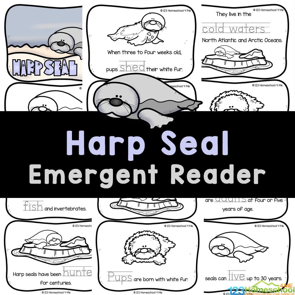 Life Cycle Of A Harp Seal Activities Worksheets Booklet Harp Seal Life Cycle Made By Teachers