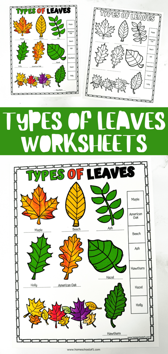 Free Types Of Leaves Worksheet Free Types Of Leaves Worksheet