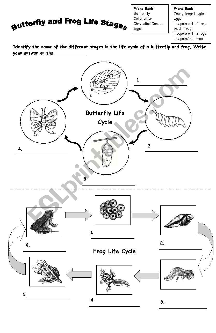 LIFE CYCLE FROG BUTTERFLY ESL Worksheet By LPERECITA