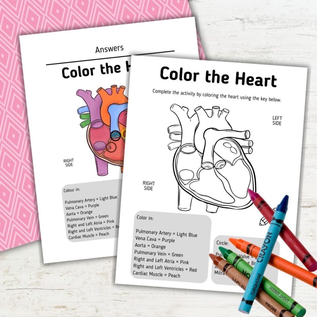 Heart Diagram Coloring Page For Kids Fun Science Worksheets Heart Diagram Coloring Page For Kids Fun Science Worksheets