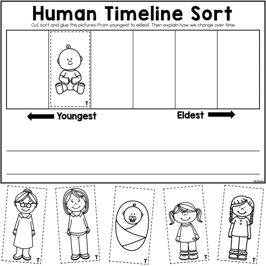 Human Timeline Sort Worksheets Top Teacher