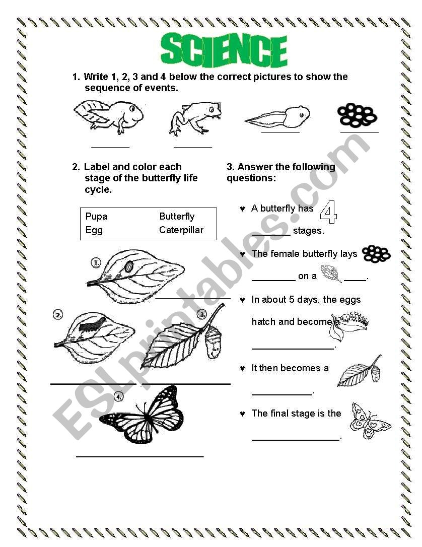 LIFE CYCLE FROG BUTTERFLY ESL Worksheet By LPERECITA