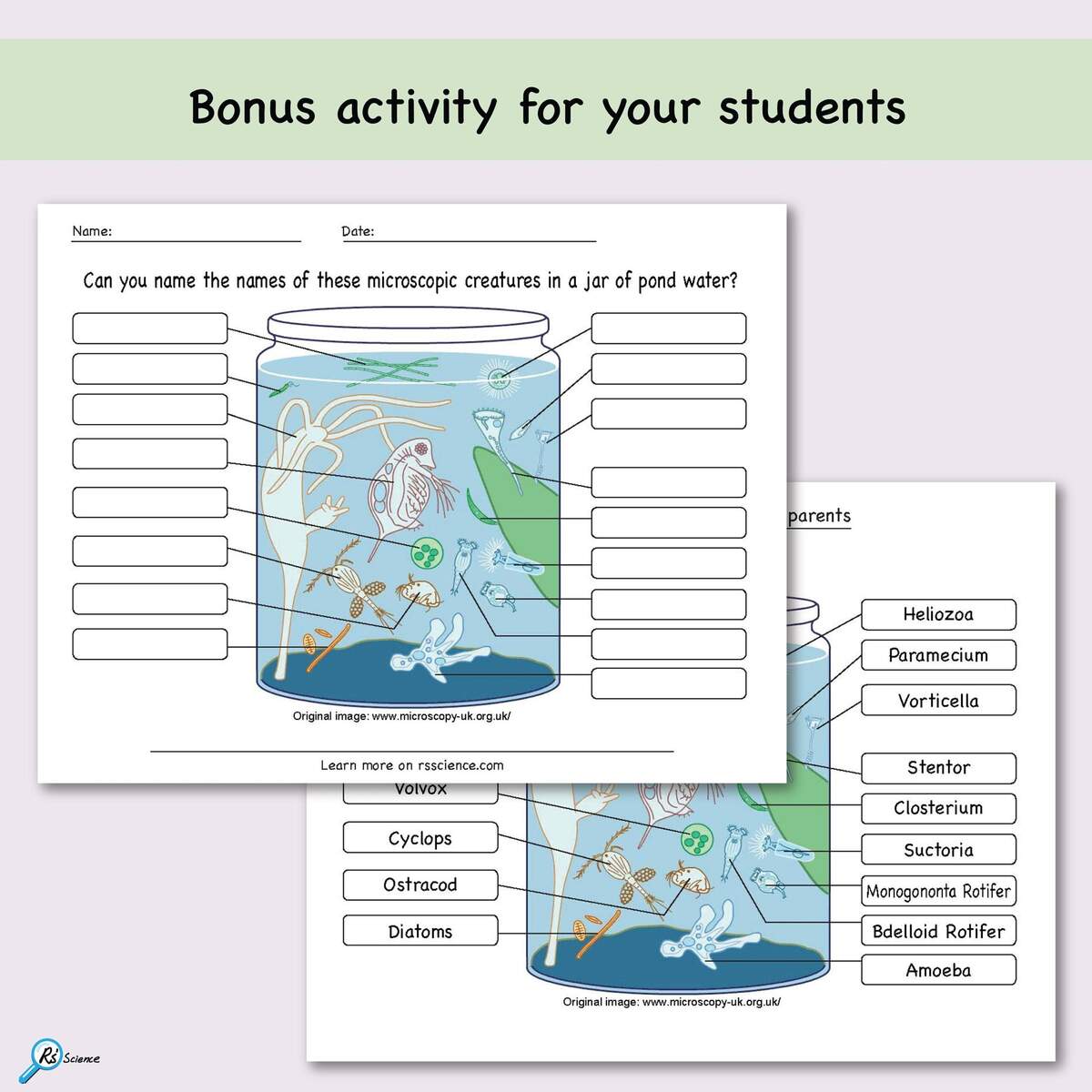 Microscope Activity Notebook Pond Life Observation Science Printable PDF Etsy Israel