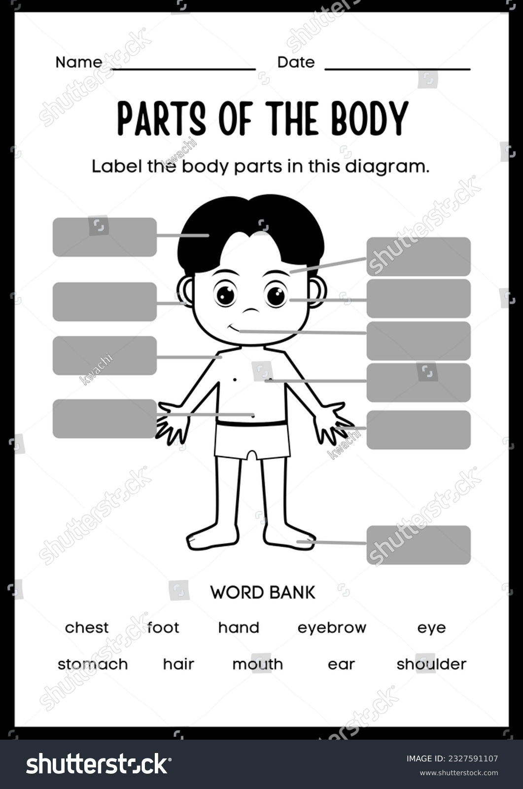 Parts Body Science Worksheet Kids Stock Illustration 2327591107 Shutterstock