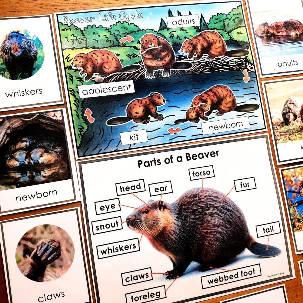 Parts Of A Beaver Life Cycle Activities Montessori Nature