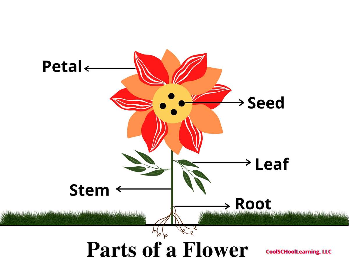 Parts Of A Flower Word Trace Raising Hooks
