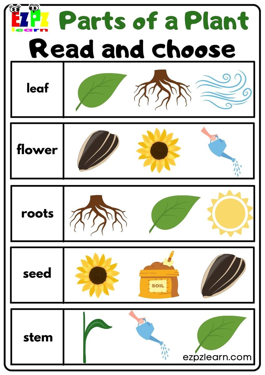 Parts Of A Plant Read And Choose Worksheet For Kindergarten Or ESL Students Free Printable PDF Download Ezpzlearn