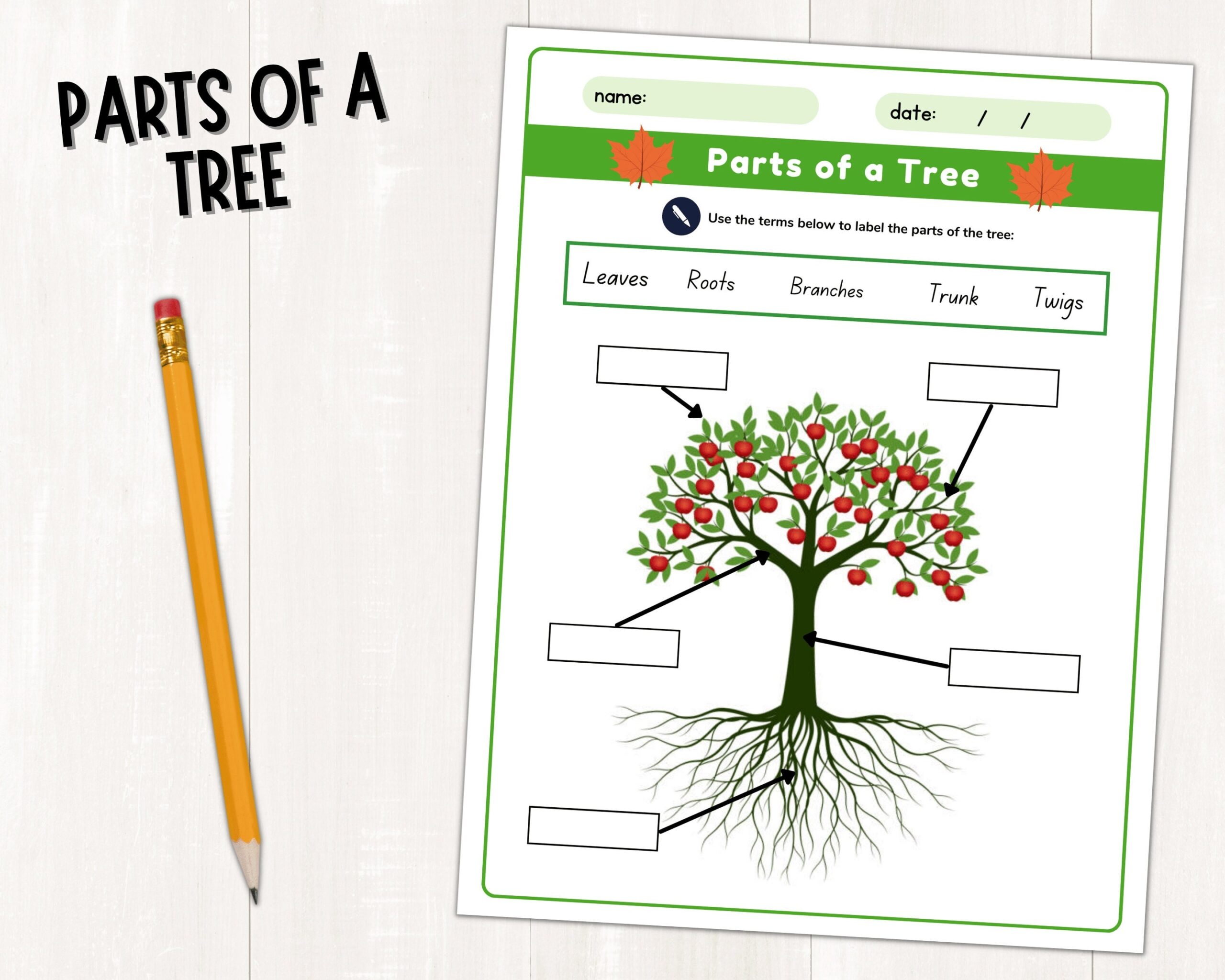 Parts Of A Tree Labeling Activity Tree Life Cycle Worksheet Tree Fact File For Kids Tree Printable Worksheets Instant Download PDF Etsy Parts Of A Tree Labeling Activity Tree Life Cycle Worksheet Tree Fact File For Kids Tree Printable Worksheets Instant Download PDF Etsy