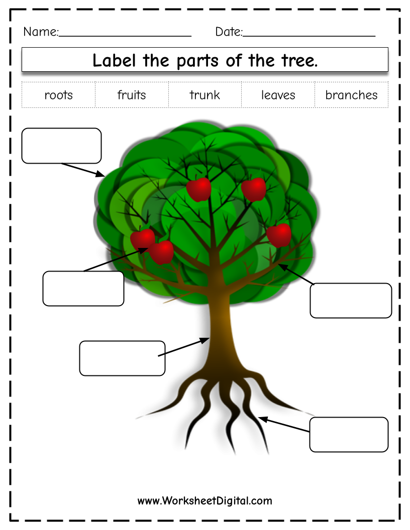 Parts Of A Tree Worksheet Parts Of A Tree Worksheet