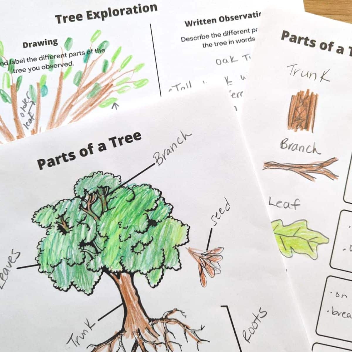 Parts Of A Tree Worksheets Nature Inspired Learning Parts Of The Tree ESL Worksheet By Viamail