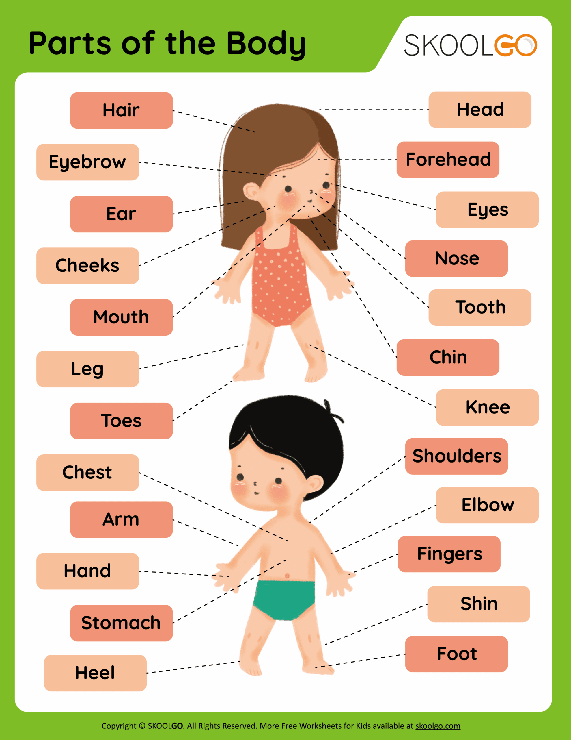 Parts Of The Body Worksheets The Teaching Aunt