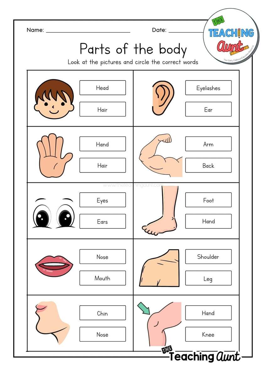 Parts Body Science Worksheet Kids Stock Illustration 2327591107 Shutterstock