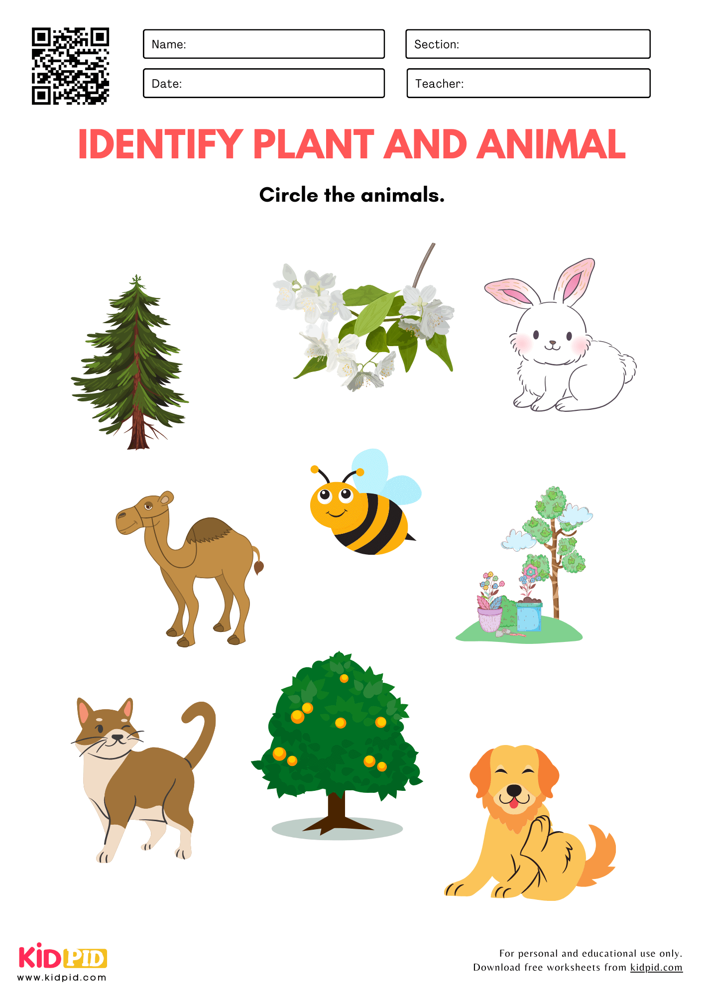 Plant And Animal Identification Worksheet For Kindergarten Kidpid Plant And Animal Identification Worksheet For Kindergarten Kidpid