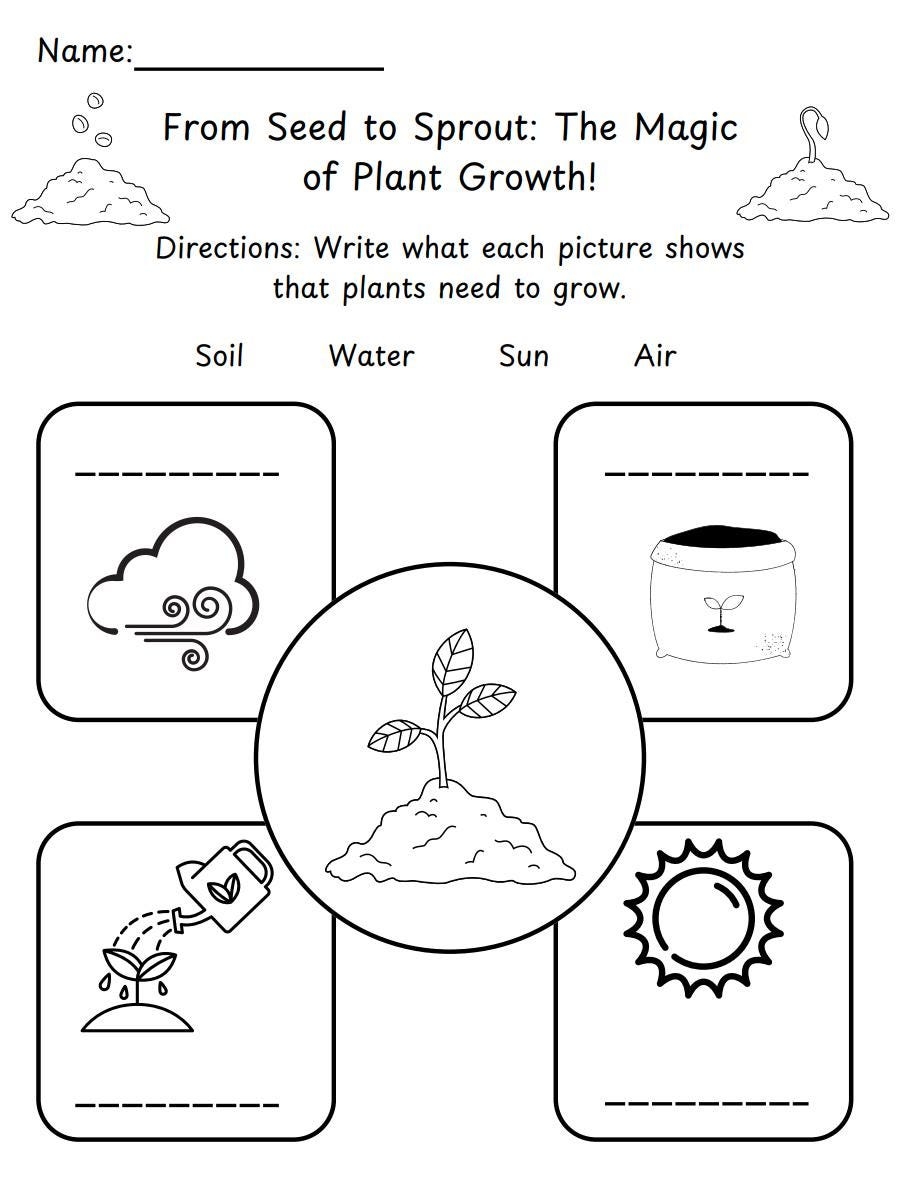 Plant Life Cycle From Seed To Sprout Plant Life Cycle Worksheet Plant Biology Teacher Materials Stages Of Plant Growth Etsy