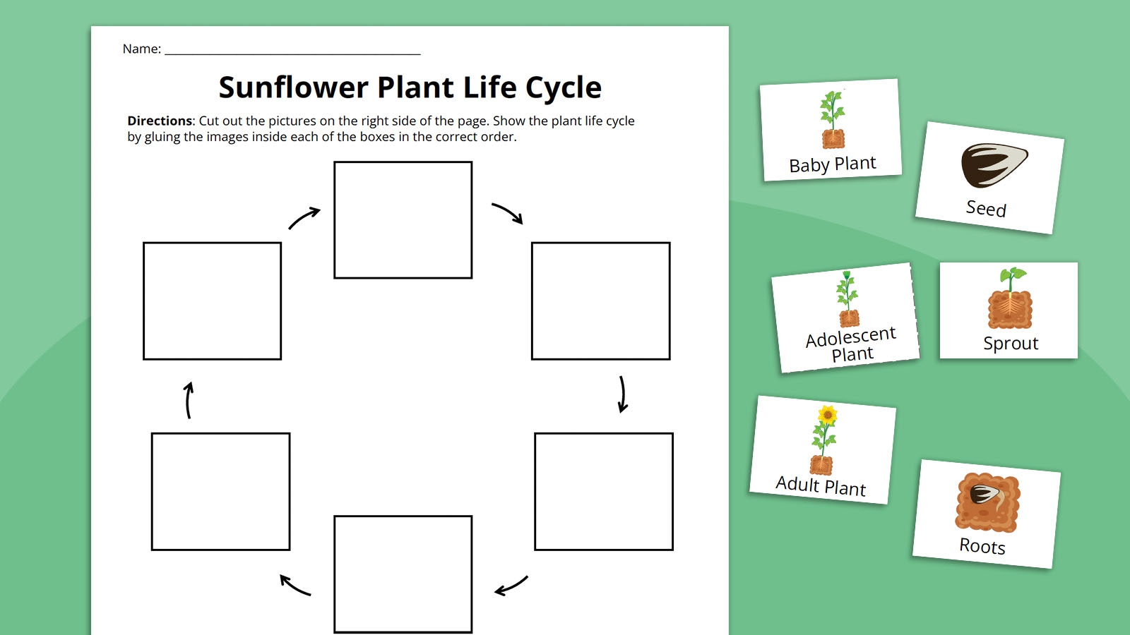 Plant Life Cycle Worksheet Bundle Free Printables Flower Life Cycle Worksheet
