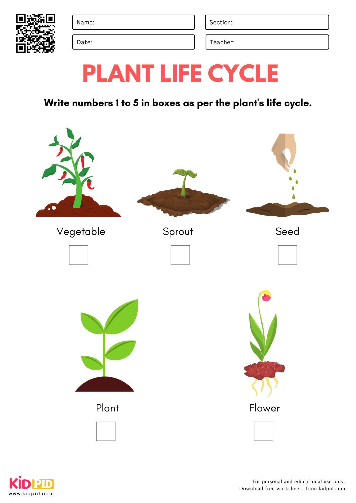 Plant Life Cycle Free Worksheet SKOOLGO