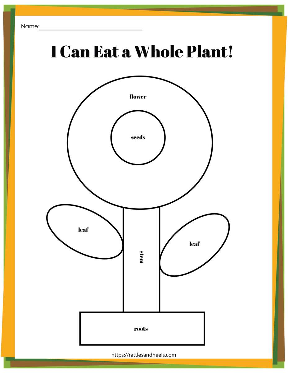 Plant Life Cycle From Seed To Sprout Plant Life Cycle Worksheet Plant Biology Teacher Materials Stages Of Plant Growth Etsy