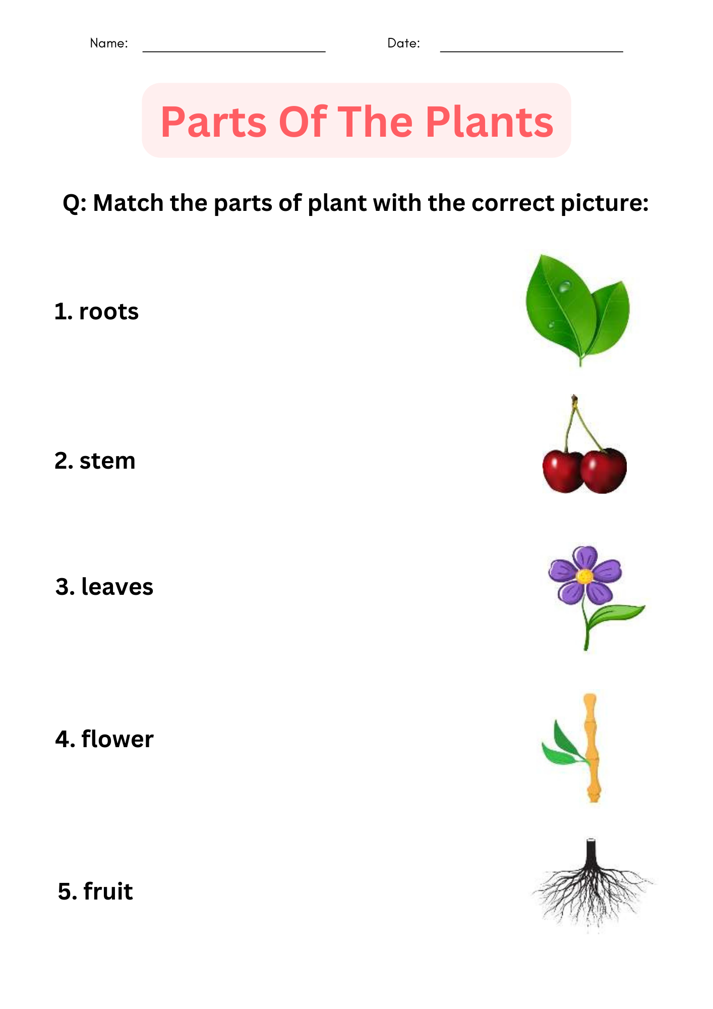 Plant Life Cycle Worksheet Bundle Free Printables
