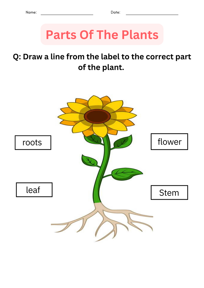 Printable Activities Parts Of A Plant Worksheet For Kindergarten Made By Teachers Kindergarten What Do Plants Need To Grow Worksheet Plant Basic Needs Made By Teachers