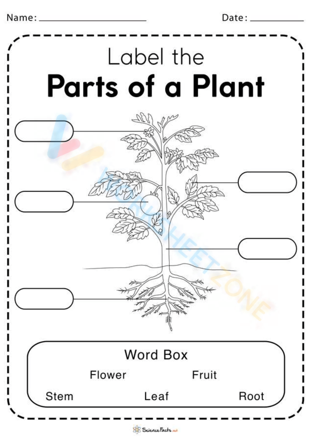 Printable Kindergarten Plants Life Cycle Worksheets Download