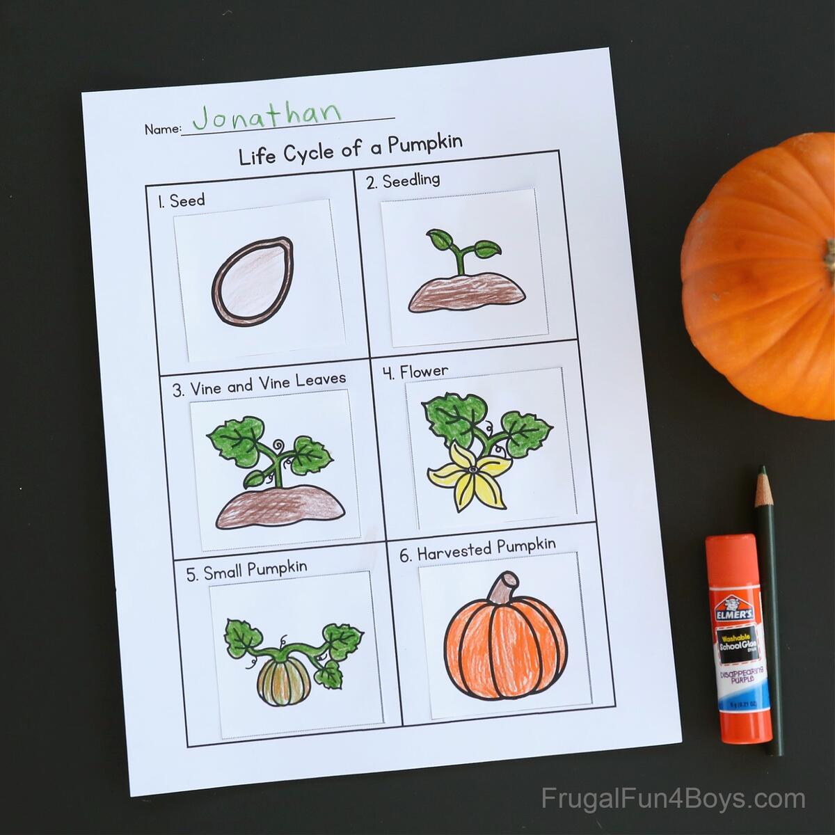 Pumpkin Life Cycle Worksheets Mamas Learning Corner