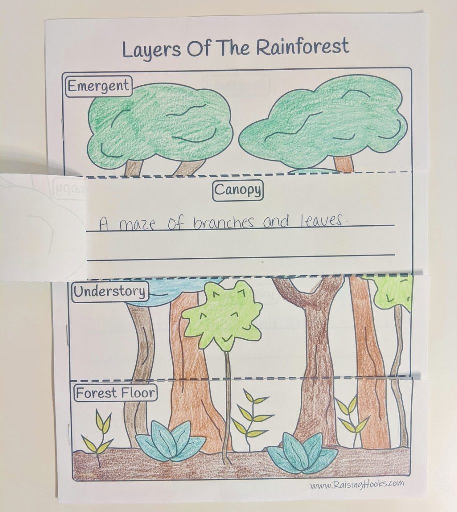 Rainforest Diorama Raising Hooks Rainforest Diorama Raising Hooks