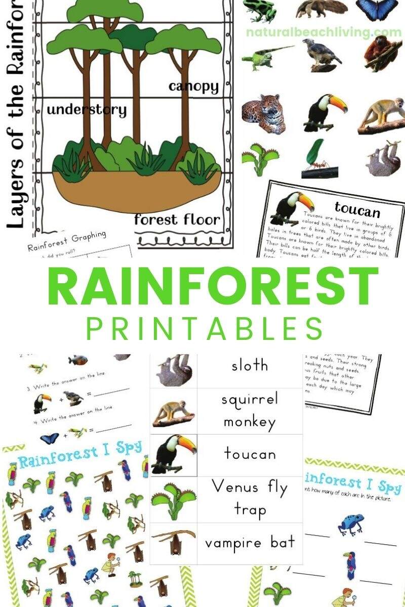 Rainforest Lesson Plans And Rainforest Activities For Kids Natural Beach Living Rainforest Lesson Plans And Rainforest Activities For Kids Natural Beach Living