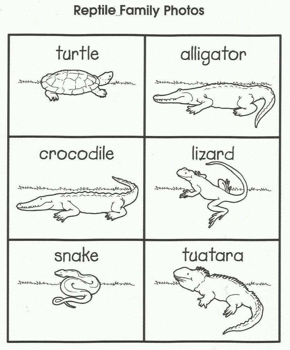 Reptile Worksheets Free Printable