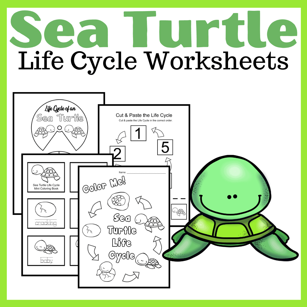 Turtle Life Cycle Free Worksheet SKOOLGO
