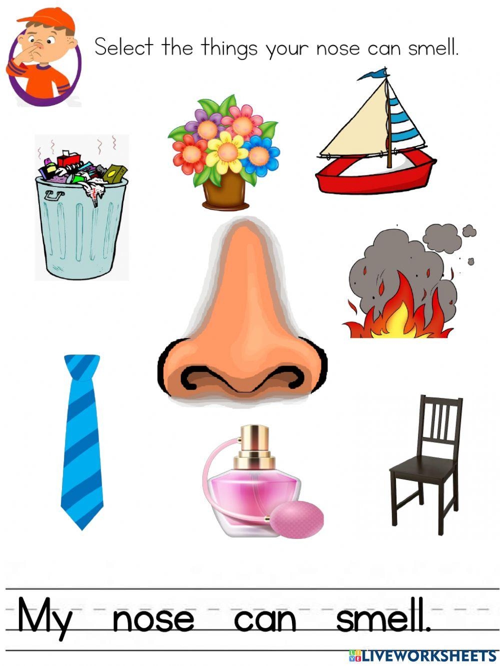 Sense Of Smell Activity For Kindergarten Worksheets Library Five Senses Worksheets For Preschool And Kindergarten MegaWorkbook Worksheets Library