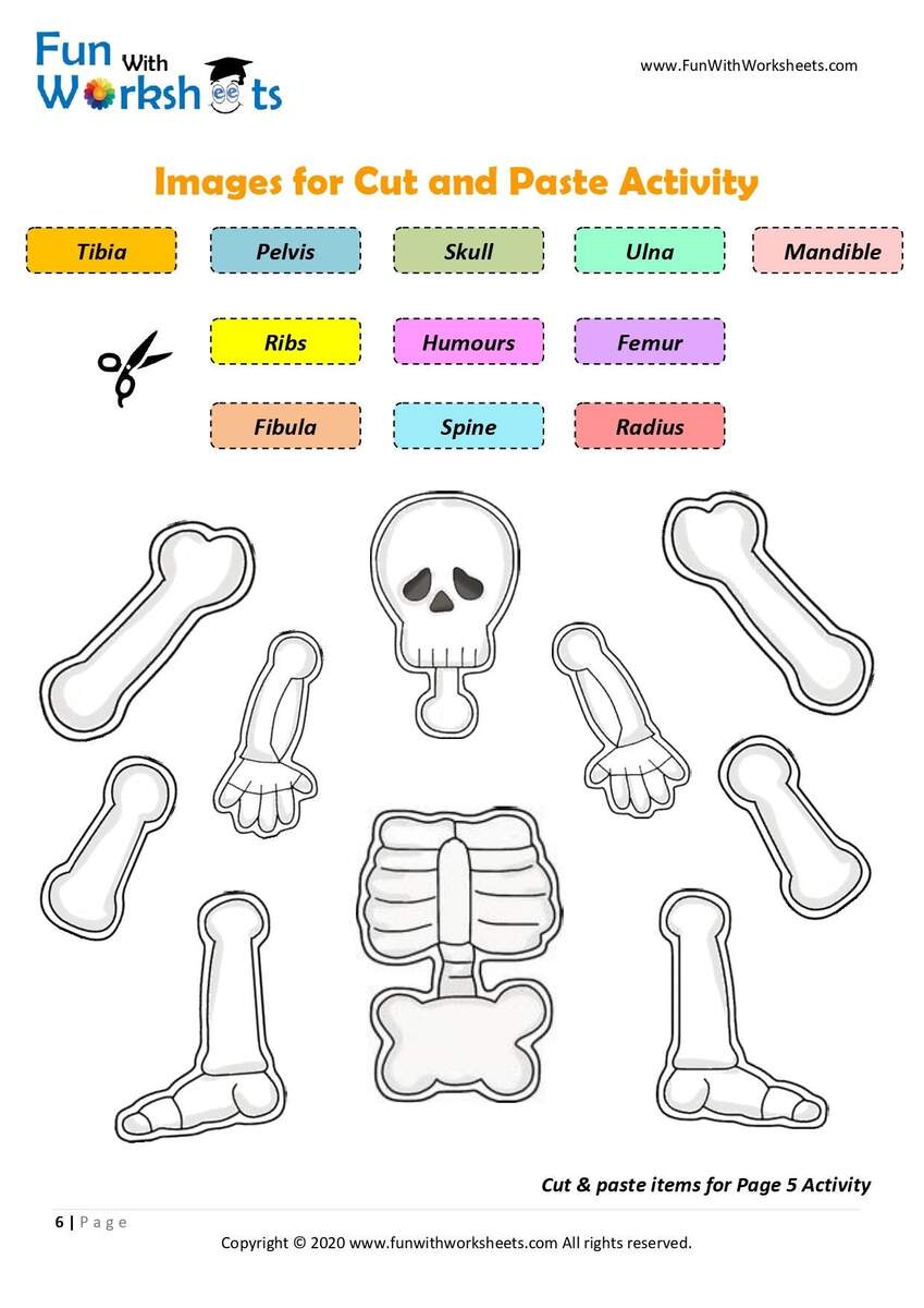 Skeleton Anatomy Activity Printable Human Bones Lesson Moving Skeleton Craft Anatomy Game Homeschool Printable Human Science Study Etsy