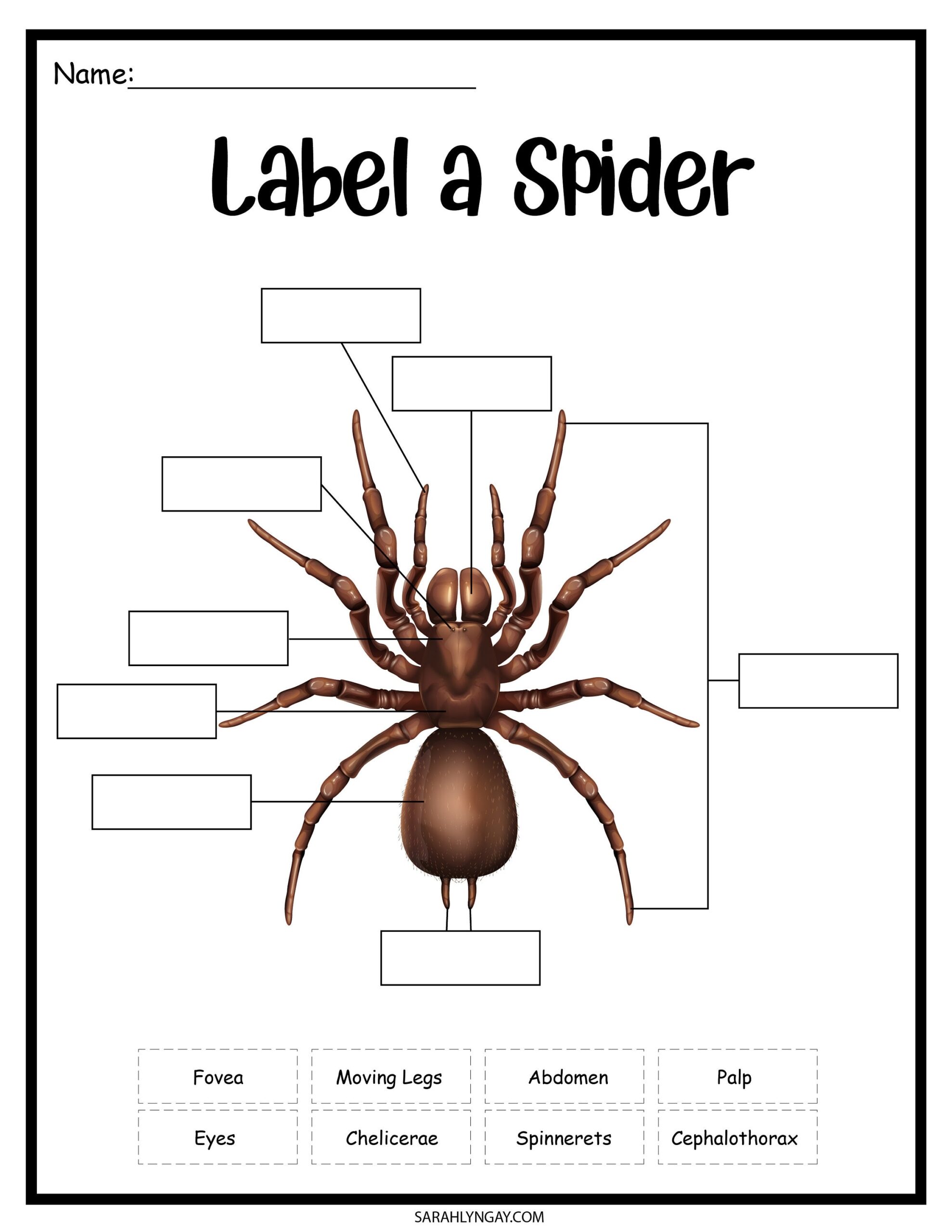Spiders Spiderlife Cycle Instant Download Digital Download Kids Worksheet STEM Kid S Workbook Etsy