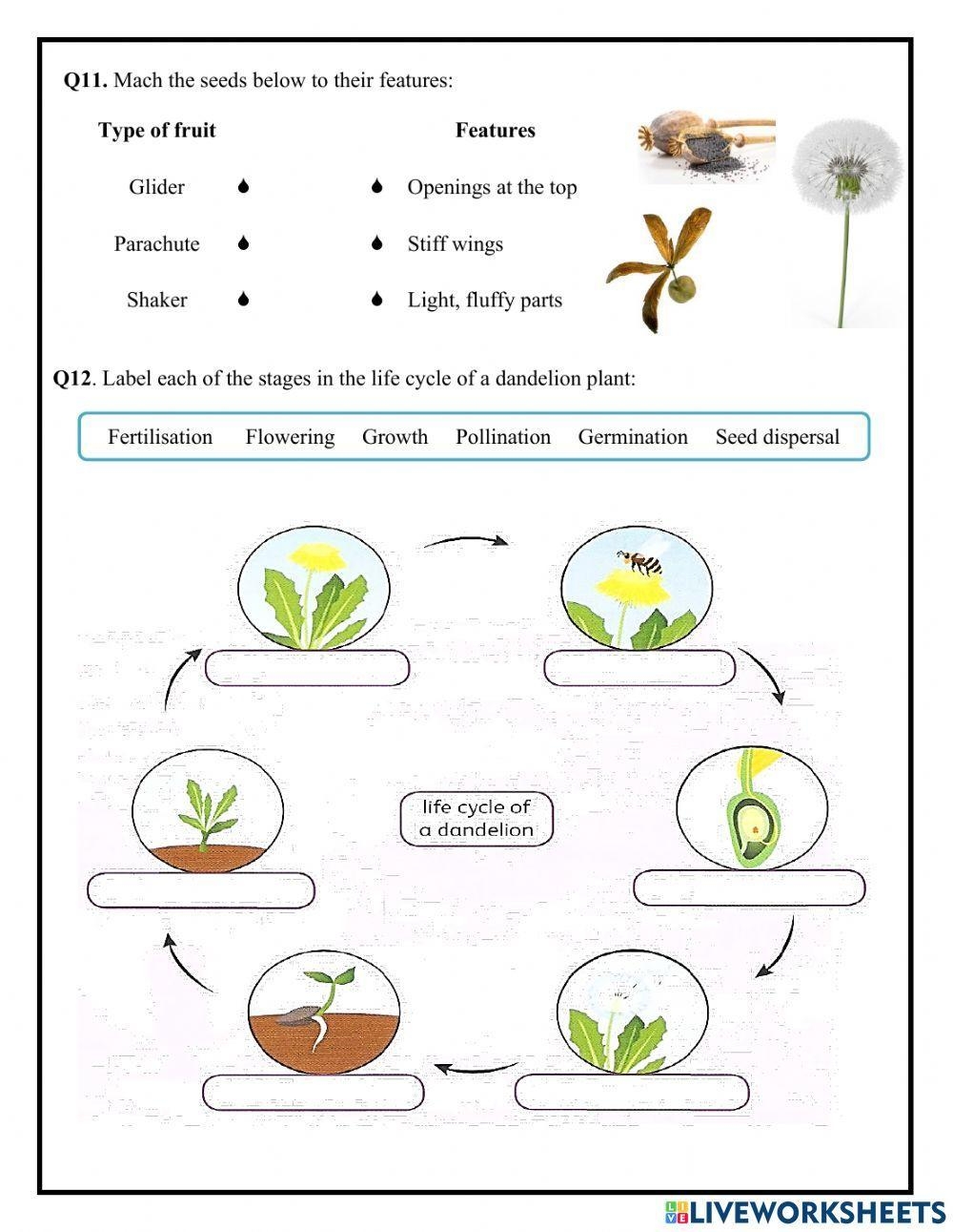 Unit 1 Life Cycle Of A Flowering Plant Worksheet Worksheets Library Unit 1 Life Cycle Of A Flowering Plant Worksheet Worksheets Library